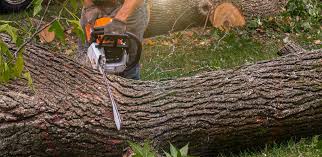 Best Leaf Removal  in Chattahoochee Hills, GA