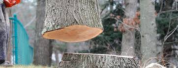 How Our Tree Care Process Works  in  Chattahoochee Hills, GA