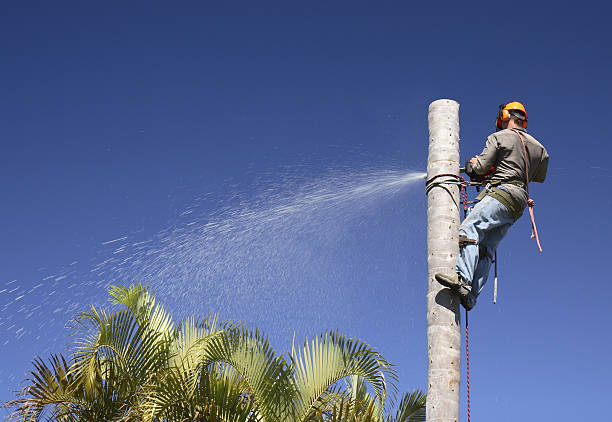 Best Aeration Services  in Chattahoochee Hills, GA