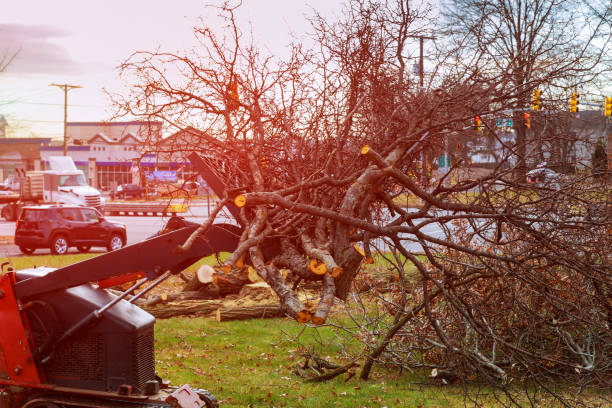 Tree and Shrub Care in Chattahoochee Hills, GA