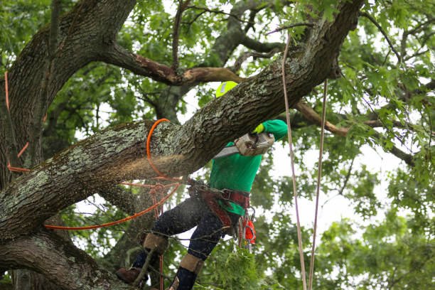 Best Landscape Design and Installation  in Chattahoochee Hills, GA