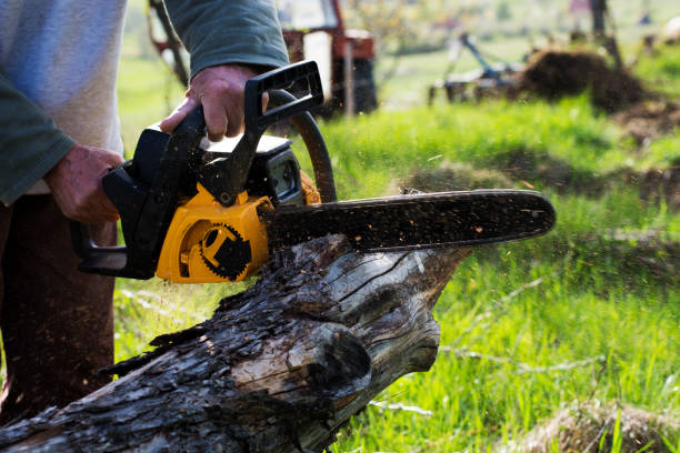 Professional Tree Care in Chattahoochee Hills, GA
