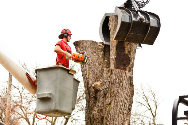 Best Tree Health Inspection  in Chattahoochee Hills, GA